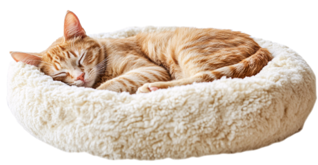 Cute cat sleeping in a soft, fluffy, furry bed, isolated on a transparent background