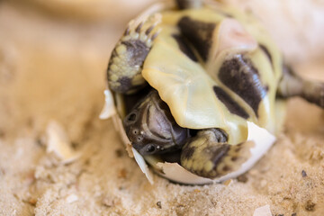 Frisch geschlüpfte Landschildkröte