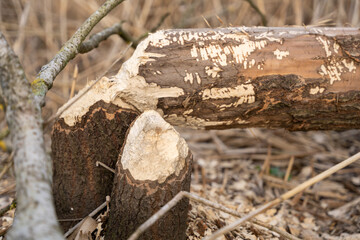 résultat d'un arbre attaqué par du castor sauvage en zone inondable