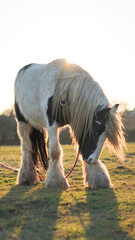 A majestic horse with a flowing mane stands on an English farm at sunset.
