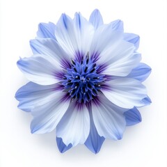Obraz premium Isolated Blue Flower with Delicate Petals and Intricate Details on White Background