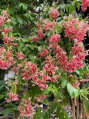 Drunen sailor, Rangoon ceeper