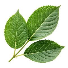 Obraz premium Fresh Green Leaves Isolated On Transparent Background png