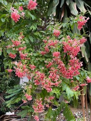 Drunen sailor, Rangoon ceeper