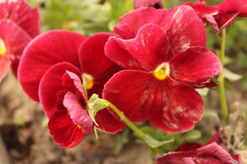 Naklejka premium beautiful red flower