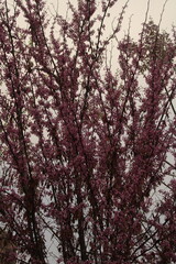 beautiful rose tree