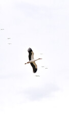 Ornithology. A stork (Ciconia ciconia) leaving the flock during spring migration. Bird, animal idea concept. Stork.