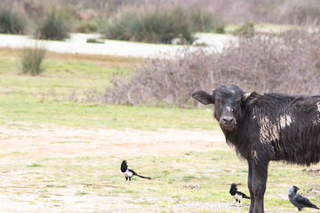 Livestock. Calf with muddy fur. Cattle baby on natural and green background. Farm animal idea concept. Copy space, blank, empty. Horizontal photo.	