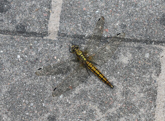 Großer Blaupfeil - Black-tailed Skimmer