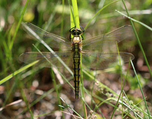 Großer Blaupfeil - Black-tailed Skimmer
