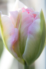 チューリップのアンジェリケつぼみ