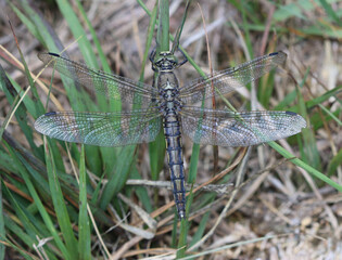 Großer Blaupfeil - Black-tailed Skimmer