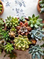 Top view of various succulent plants houseplant background