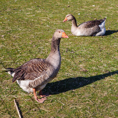 Two greylag geese on grassy ground, one standing and one resting. Captured in bright daylight with clear feather details and natural surroundings.