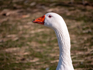 Close-up of a white goose with an orange beak and red eye, standing on a blurred natural background in daylight.