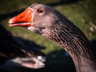 Close-up of a grey goose with an orange beak in sunlight, showing detailed feathers and a sharp...