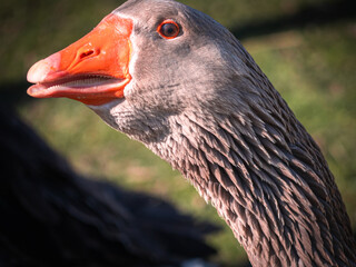 Curious greylag goose staring directly at the camera with an open beak, photographed in a grassy field under natural sunlight.