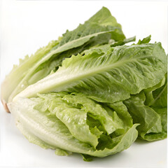 fresh  green lettuce on white background