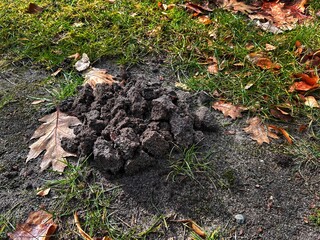 Raised mound of soil created by a mole on a grassy and leafy ground in a natural outdoor setting