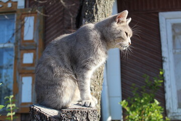 A domestic cat on a stump in the courtyard of an old house
