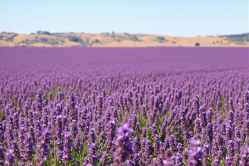 Obraz premium Lavender Field Blooming Under Clear Sky 