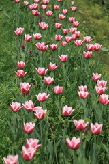 Field of blooming pink and white tulips in spring