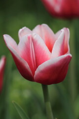 Close-up of a pink and white tulip in bloom