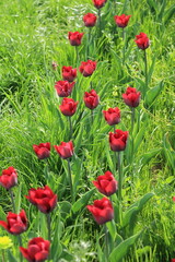 Field of blooming dark red tulips in spring