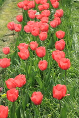 Field of blooming red tulips in spring
