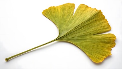 Naklejka premium Ginkgo Biloba Leaf with a Fan-Shaped Form, Isolated on a White Background, symbolizing longevity and resilience, Clean and Elegant Plant Photography