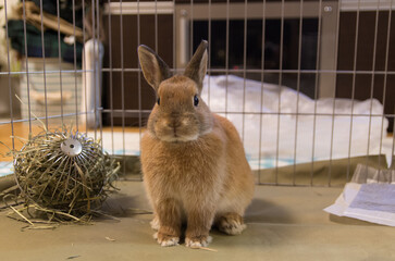 ネザーランドドワーフ