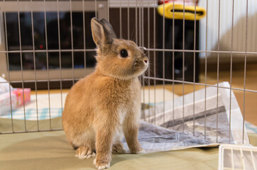 ネザーランドドワーフ