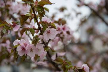 エゾヤマザクラ