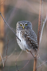 Eurasian pygmy owl on tree early in the morning