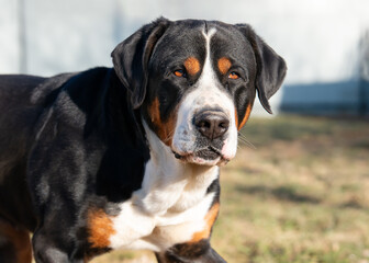 Portrait of an adult Swiss Mountain Dog outdoors. Close-up of a large guard dog.