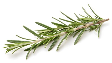 Fototapeta premium Sprig of Rosemary with Needle-Like Leaves, Isolated on a White Background, widely used for cooking and natural remedies, High-Quality Herbal Stock Image