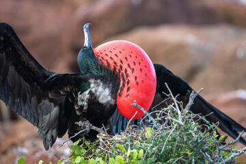 A male frigatebird (Fregata Magnificens) with an inflated gular sac. Galápagos Islands.	