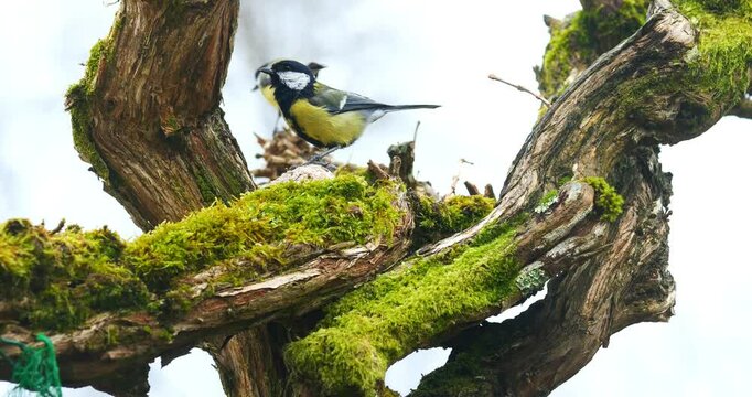 Blue tit perching on a tree to eat and flying away in slow motion