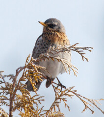 A bird is perched on a branch of a tree