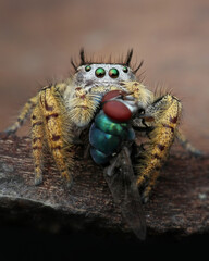 Closeup eating of a female Phidippus mystaceus jumping spider, 27 march 2025 Indonesia