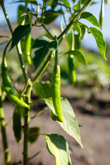A green pepper plant with a green pepper hanging from it
