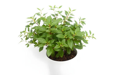 Plant in a modern flowerpot on white background.