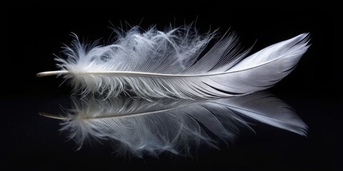 Obraz premium Serene White Feather on Black Reflective Surface - Minimalist Peace Tranquility Stock Photo