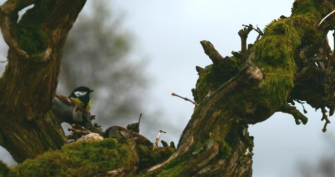 Blue tit perching on a tree to eat and flying away in slow motion