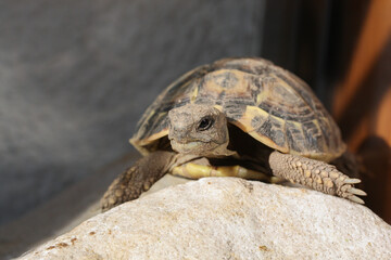Kleine Schildkröte beim Sonnenbad