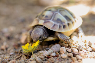 Babyschildkröte beim Fressen
