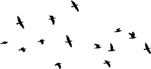 silhouette of a flock of birds vector illustration on a white background.