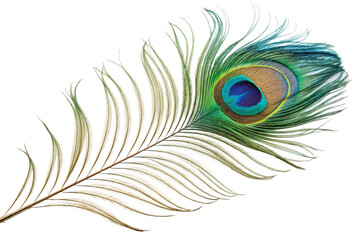 Obraz premium A Stunning Closeup of a Single Peacock Feather Isolated on Black Background