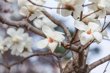 White magnolia flowers in full bloom on a tree branch. warm spring sunshine - Magnolia denudata, Yulan magnolia, Mokryeon