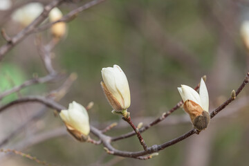 Magnolia buds announce the beginning of spring.  warm spring sunshine - Magnolia denudata, Yulan magnolia, Mokryeon